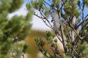 Mallerenga petita (Parus ater)