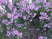 Bruc d'hivern (Erica multiflora)