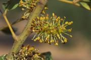 Flors masculines del garrofer.