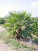 Washingtonia filifera