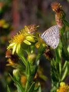 Leptotes pirithous