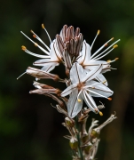 Menorca.Cebollí (Asphodelus fistolosus ). . 86 de 86