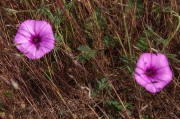 Menorca.Herba campanera: (Convolvulus althaeoides).