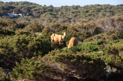 Menorca.Cala Morell punta Nati