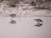 Territ menut, correlimos menudo (Calidris minuta)