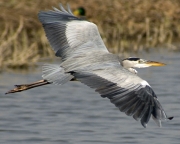 Bernat pescaire