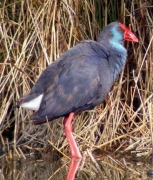 Polla blava (Porphyrio porphyrio)