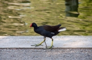 Polla d'aigua (Gallinula chloropus)