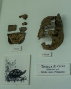 Tortuga de Caixa