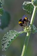 Abella (Apis mellifica)