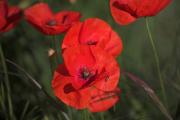 Rosella (Papaver rhoeas)