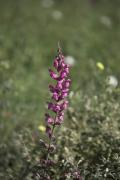 Conillets ( Antirrhinum majus)