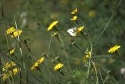 Pieris rapae?