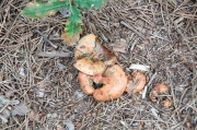 Rovelló (Lactarius Sanguifluus)