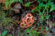 Gita de bruixa (Clathrus ruber)