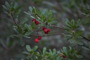 Arboç (Arbutus unedo)  3 de 5