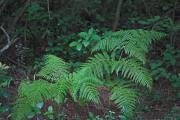 Falguera aquilina (Pteridium aquilinum) 1 de 2