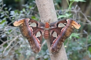 Attacus atlas 1de23