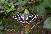 Papilio demoleus