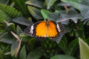 Cethosia biblis