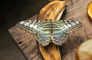 Parthenos sylvia ( lilacimus )