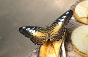 Parthenos sylvia ( philippinensis )