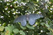 Papilio rumanzovia