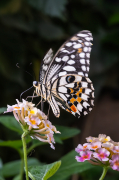 Papilio demoleus