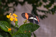 Heliconius melpomene rosina 01d25