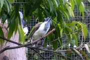 Entomyzon cyanotis