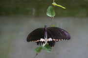 Papilio polytes