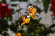 Danaus  chrysippus i l'altra ??