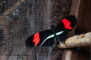 Heliconius melpomene