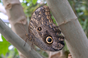 Caligo eurilochus