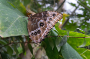 Morpho peleides