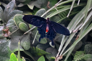 Pachliopta kotzebuea
