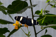 Heliconius doris