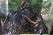 Gromphadorhina portentosa