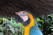 Ara ararauna