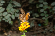 Doleschallia bisaltide