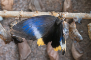Caligo atreus