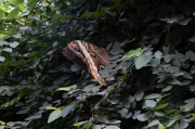 Caligo atreus