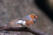 Poephila acuticauda
