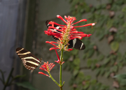 Heliconius doris i Heliconius charithonius