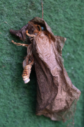 Attacus atlas