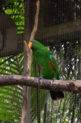 Eclectus roratus. Mascle