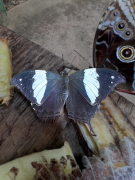 Hypna clytemnestra