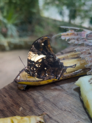 Hypna clytemnestra