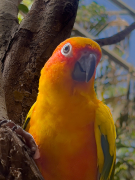 Aratinga solstitialis.