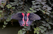Papilio rumanzovia